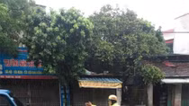 CSGT tuần tra lưu động, phân luồng giao thông trong mưa bão