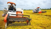 Hàng trăm nông dân khốn khổ vì bị hợp tác xã cấm thuê máy gặt