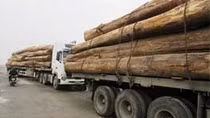 Xử phạt đoàn xe chở gỗ quá tải