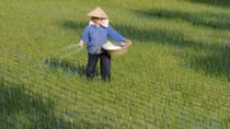 Yêu cầu không sử dụng xi măng bón lúa