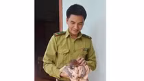 Đi tìm mật ong, cứu được một cá thể voọc quí hiếm bị kiệt sức 