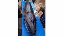 Cá ông nặng hơn 200kg mắc cạn