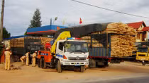 Xe chở gỗ tràm quá tải hoành hành trên quốc lộ 1A