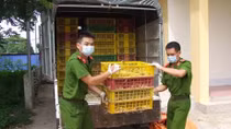 Bắt 2 vụ vận chuyển gia cầm nhập lậu