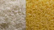 Chưa phát hiện “gạo giả” trên thị trường Việt Nam