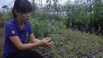 Cơn sốt cà chua đen trên cao nguyên