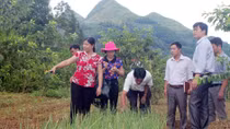 Triển vọng thoát nghèo nhờ trồng rau sạch ở Bắc Hà 