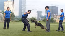Huấn luyện chó thể thao, thú chơi mới của giới trẻ