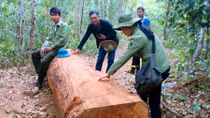 Kỷ luật những cán bộ dựng chuyện cướp gỗ ở Gia Lai