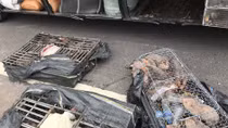 Phát hiện 70 con "chuột núi” trên xe khách ngày đầu năm Tý