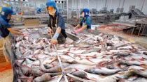 Nông dân phấn khởi do giá cá tra tăng trở lại