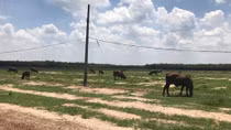 Dự án nhà ở Sài Gòn Land 2: Bán đất chăn thả gia súc?