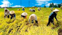 ĐBSCL khô cạn vì chuỗi thủy điện trên dòng Mekong