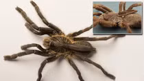 Phát hiện giống nhện Tarantula mới có sừng