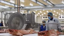 Giá thịt lợn “phi mã” có thể phá vỡ ngành chăn nuôi