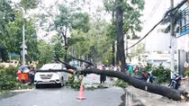 Hiểm họa “chết người” từ nhiễm điện và cây xanh
