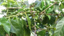 Hồi âm bài viết “Cây mắc ca sinh sôi nơi vùng cao Hướng Hóa”