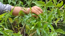 Bố uống rượu say chửi mẹ, con trai ăn lá ngón tự vẫn