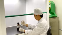 Các nhà khoa học “biến” ba kích thành sản phẩm chống loãng xương của người Việt 