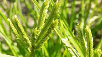 Cỏ Màn Trầu