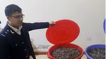 100kg vẩy têtê giấu trong valy
