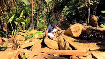 Gia tăng các vụ phá rừng ở địa bàn giáp ranh