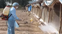 47 triệu vật nuôi bị tiêu hủy do bệnh cúm gia cầm