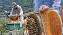 Độc đáo nghề chăn ong "du mục" vùng núi cao