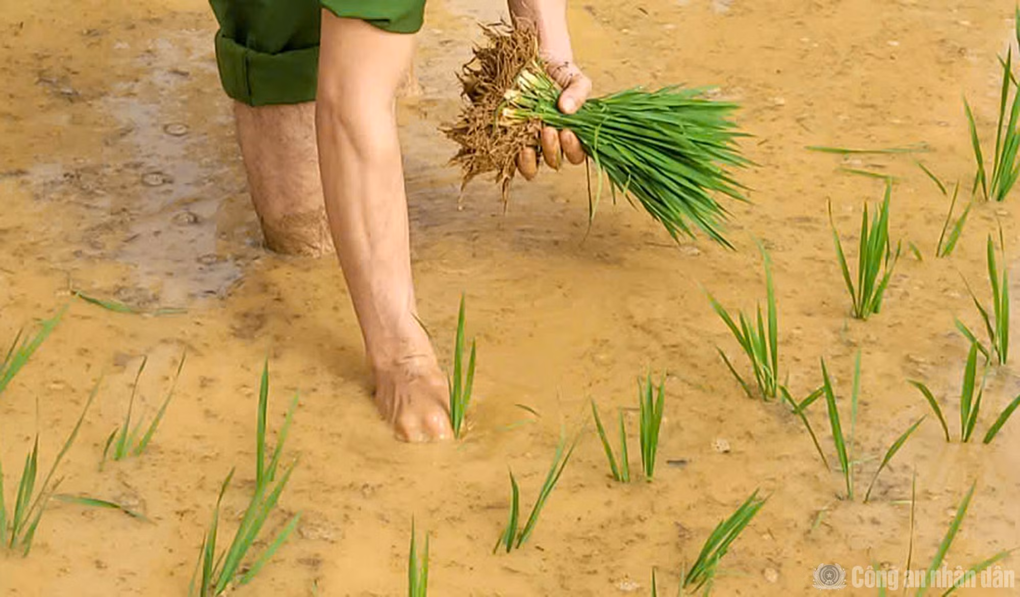 Dưới cái nắng oi ả của ngày hè, từng hàng mạ được cấy xuống ngay ngắn.