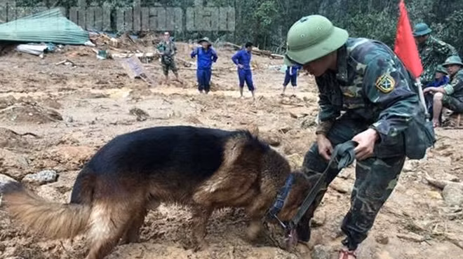 Chó nghiệp vụ được huy động tìm kiếm người mất tích. Ảnh: Báo QNND.