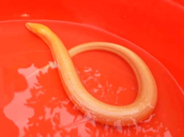 Con lươn vàng được anh Dương bắt được trong lúc đi đánh cá.