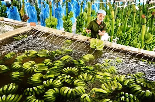 Đa dạng hóa thị trường xuất khẩu để giảm thiểu rủi ro ảnh 2