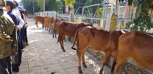 Bò giống do Ban Dân tộc tỉnh Bình Phước cấp cho các hộ đồng bào dân tộc thiểu số nghèo phát triển khỏe mạnh bình thường.