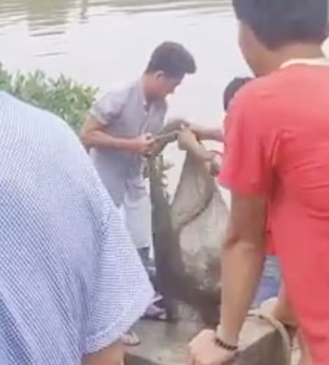 Cá sấu sổng chuồng bò vào đầm tôm ở Cà Mau 
