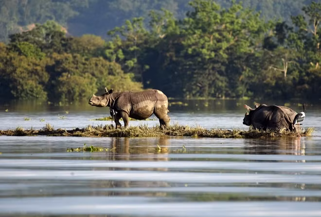 Một cá thể tê giác một sừng tại vườn quốc gia Kaziranga, đang bị ngập nặng. Ảnh Reuters