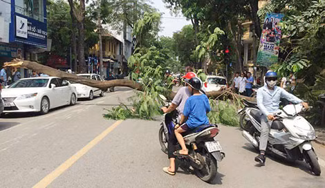 Hiện trường vụ cây đổ.