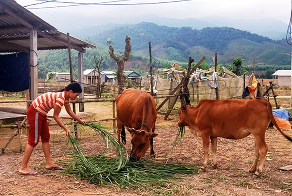 Đầu tư phát triển chăn nuôi gia súc là thế mạnh của người dân Ba Lòng tại nơi ở mới.
