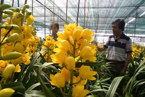 Địa lan Đà Lạt được mùa hoa Tết.
