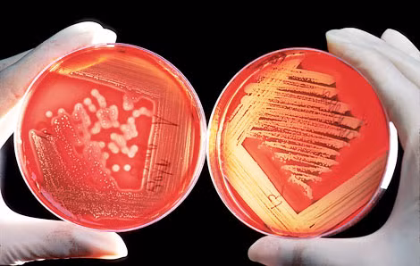 CRISPR-Cas9, nếu rơi vào tay khủng bố, có thể trở thành vũ khí sinh học có khả năng hủy diệt hàng loạt.
