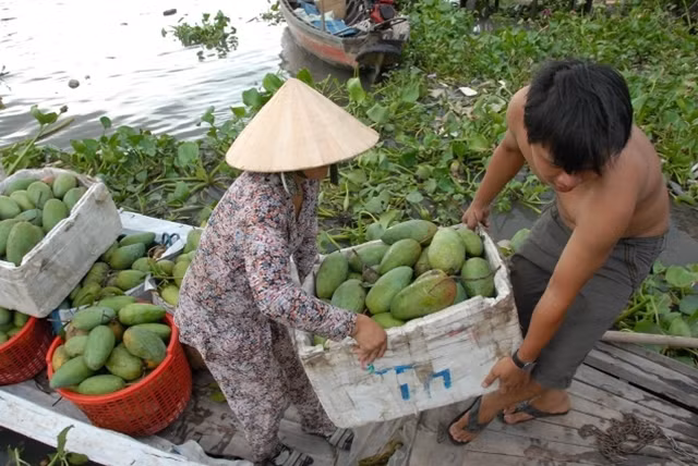 Thông tin sai lệch về túi bao trái xoài gây ảnh hưởng nghiêm trọng đến đời sống kinh tế người dân.