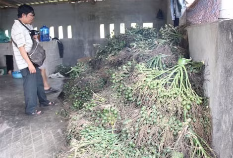 Điểm tập kết cau, phần lớn là cau non tại nhà ông Sinh.