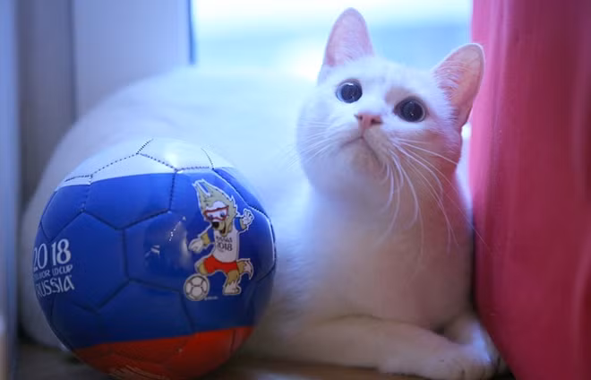 Chú mèo Achilles siêu dễ thương. Ảnh: TASS