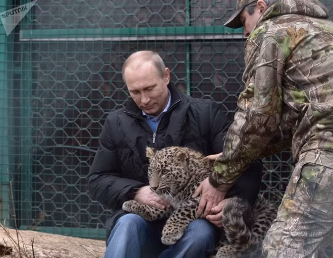 Putin ôm một chú báo Ba Tư trong chuyến thăm vườn quốc gia Sochi.