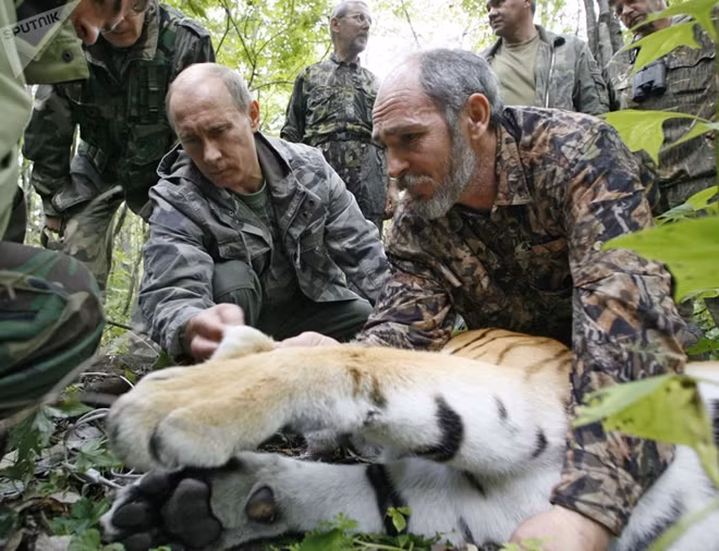 Ông Putin thăm một con hổ 5 tuổi cùng với các nhà khoa học của Viện Khoa học Nga tại Khu bảo tồn thiên nhiên Ussuriysky.