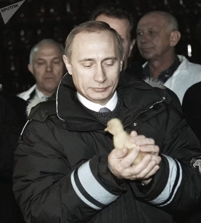 Tổng thống Putin được biết đến là người rất yêu động vật, ông thường thể hiện tình cảm đặc biệt này bằng các chuyến đi tới các khu bảo tồn thiên nhiên hoang dã. Trong ảnh là Tổng thống Putin chơi đùa với một con gà nhỏ.