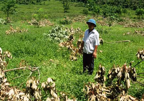Rẫy cao su của gia đình ông Đinh Văn Bang bị chặt phá tan hoang. Rẫy cao su của gia đình ông Đinh Văn Bang bị chặt phá tan hoang.