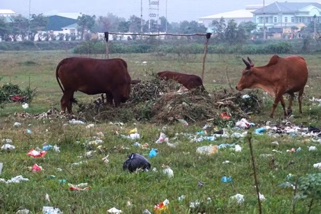 Nhiều khu đất vàng nhưng bỏ hoang khi hình thành khu công nghiệp. Ảnh: laodong.vn