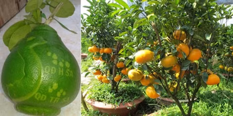 Bưởi hồ lô có hình bản đồ Việt Nam với 2 quần đảo Hoàng Sa và Trường Sa; quýt hồng trồng trong chậu cho trái sum suê phục vụ thị trường Tết.