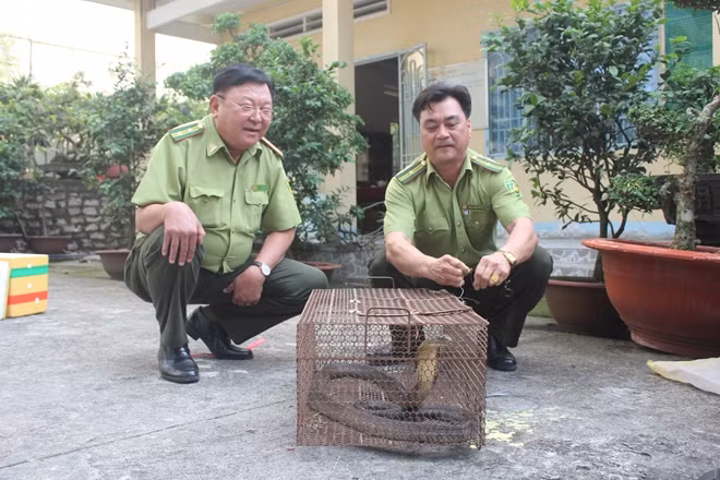 Cá thể rắn Hổ chúa đã được thả về môi trường tự nhiên tại khu Bảo tồn Thiên nhiên Văn hóa Đồng Nai