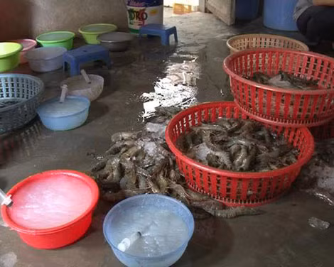 Tôm sú chết cùng tạp chất Agar của cơ sở Thân Huệ bị phát hiện.